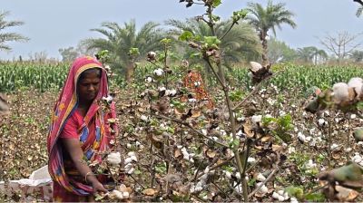 চুয়াডাঙ্গায় ৪৬০০ হেক্টর   জমিতে তুলার আবাদ