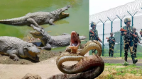 বাংলাদেশ সীমান্তে সাপ ও কুমির ছাড়তে চায় ভারত