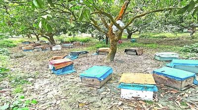দিনাজপুরের লিচু বাগানে মধু সংগ্রহের উৎসব