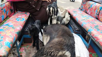 নওগাঁয় জমি নিয়ে বিরোধে   ছাগল পিটিয়ে হত্যা