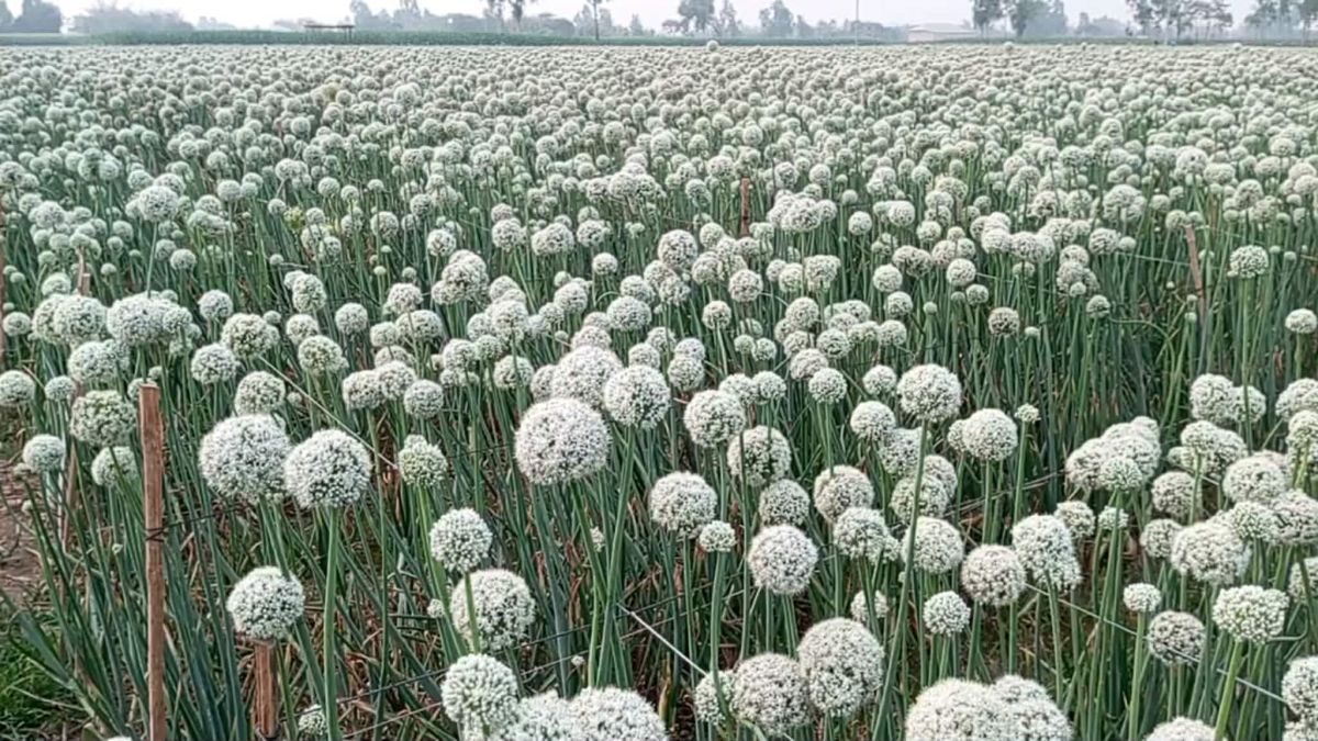 ঠাকুরগাঁওয়ে ৫ বছরে পেঁয়াজ বীজের উৎপাদন বেড়েছে শতগুণ