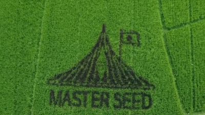 শিক্ষক জাফরের ধানক্ষেতে এবার জাতীয় স্মৃতিসৌধের নকশা