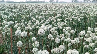 ঠাকুরগাঁওয়ে ৫ বছরে পেঁয়াজ বীজের উৎপাদন বেড়েছে শতগুণ