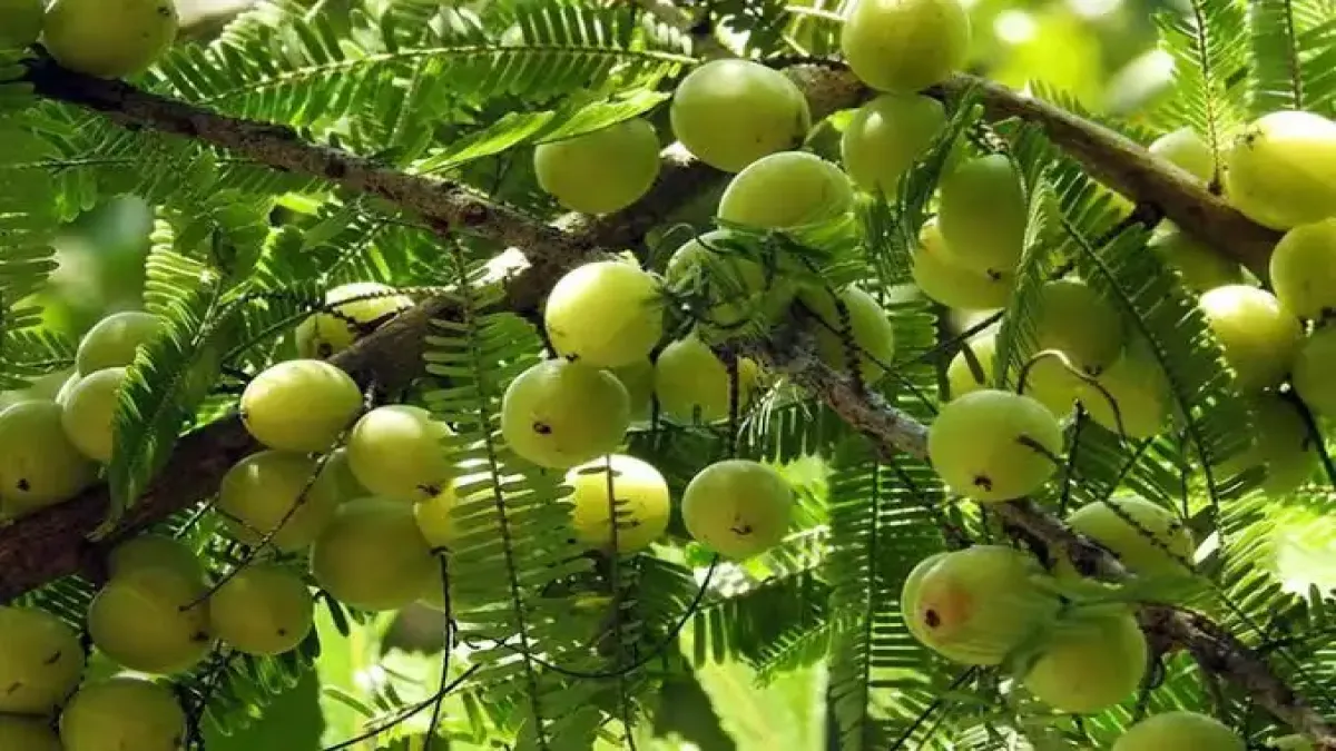 খালি পেটে আমলকী খাওয়ার উপকারিতা