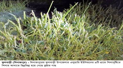 ফুলবাড়ীতে শিলাবৃষ্টিতে আম  লিচু ও ধানের ব্যাপক ক্ষতি