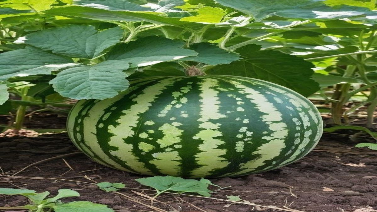 খুলনায় লোনা ভূমিতে তরমুজের বাম্পার ফলন