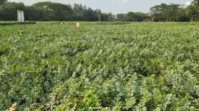 নোয়াখালীতে তরমুজের ‘সবুজ বিপ্লব’