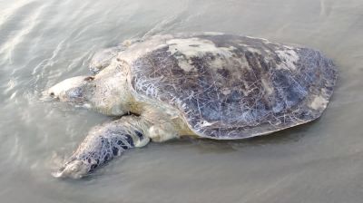 কুয়াকাটার সৈকতে ফের ভেসে এলো   ৪০ কেজি ওজনের কচ্ছপ