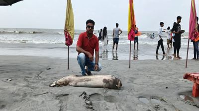 কুয়াকাটা সমুদ্রসৈকত আবারও মৃত ডলফিন