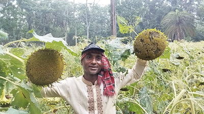 বাগেরহাটে সূর্যমুখী চাষে ব্যাপক সম্ভবনা