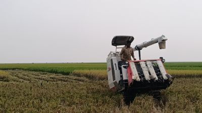 তাহিরপুরে ধানের বাম্পার ফলন, হাওরজুড়ে মাড়াইয়ের কাজ শুরু