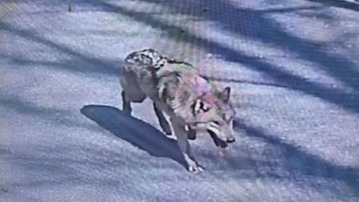 চিড়িয়াখানা থেকে পালানো নেকড়ে ৯ দিন পর উদ্ধার