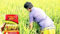 নকল বীজের ফাঁদে ঝিনাইগাতীর দেড় শতাধিক কৃষক