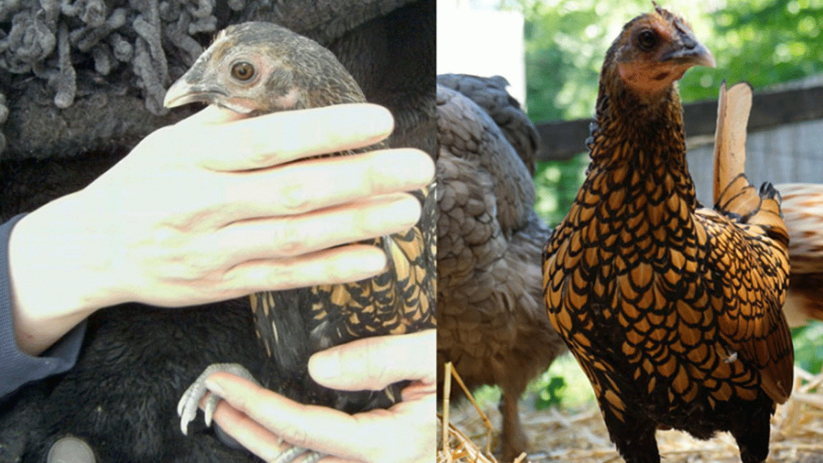 বিশ্বের সবচেয়ে বেশি বয়সী মুরগি গার্টি গিনেস রেকর্ডসে