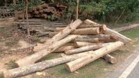 পাচারের আগমুহূর্তে   সেগুন কাঠ জব্দ