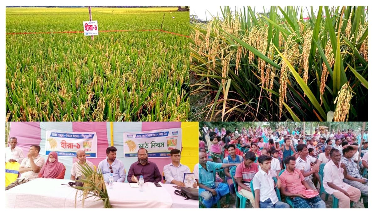 কৃষকদের মাঝে হাইব্রিডে  বিপ্লব এনেছে হীরা ধান