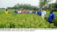 ফুলবাড়ীতে উন্নত জাতের  ধান চাষের প্রদর্শনী