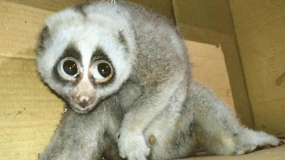 বিদ্যুৎস্পৃষ্ট হয়ে পড়ে ছিল বিরল লজ্জাবতী বানর