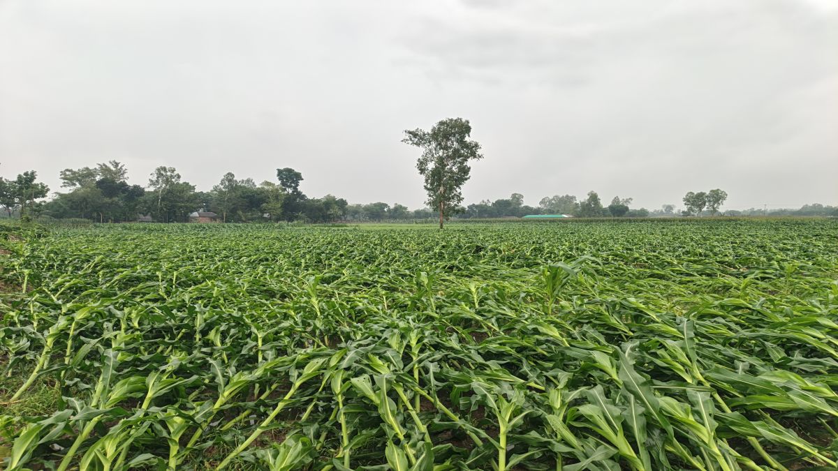 কালবৈশাখীর তাণ্ডবে লণ্ডভণ্ড ফসল  দিশেহারা বীরগঞ্জের কৃষকরা