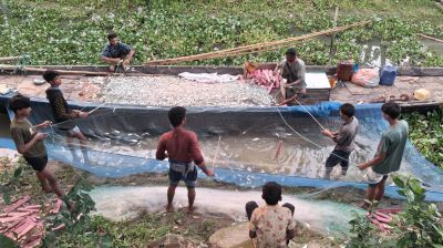 মেঘনায় নিধন হচ্ছে ঝাঁকে ঝাঁকে ইলিশ