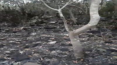 সীতাকুণ্ডে উপকূলীয় বনে আগুন  সহশ্রাধিক গাছ পুড়ে ছাই