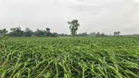 কালবৈশাখীর তাণ্ডবে লণ্ডভণ্ড ফসল  দিশেহারা বীরগঞ্জের কৃষকরা