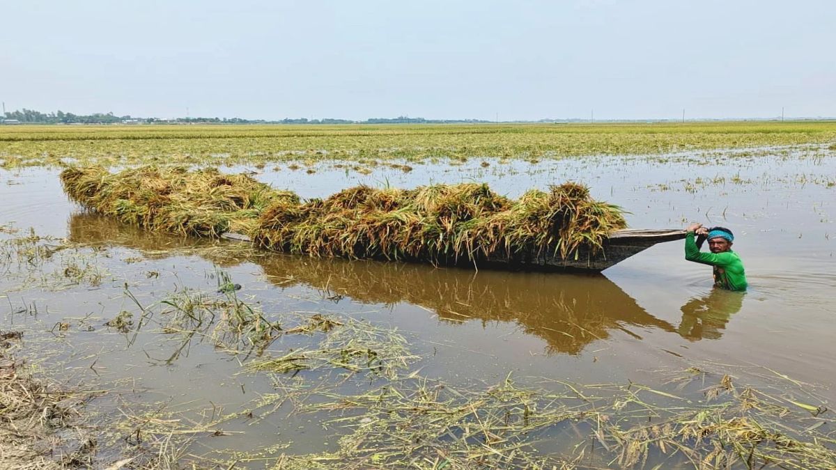 অকাল বন্যায় তলিয়ে যাচ্ছে হাজার হাজার হেক্টর ধান