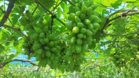 ছাদ বাগানের আঙুর ফল খেয়ে সফল উদ্যোক্তা
