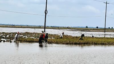 নেত্রকোনায় কৃষকের যেন  দুর্যোগের  শেষ  নেই