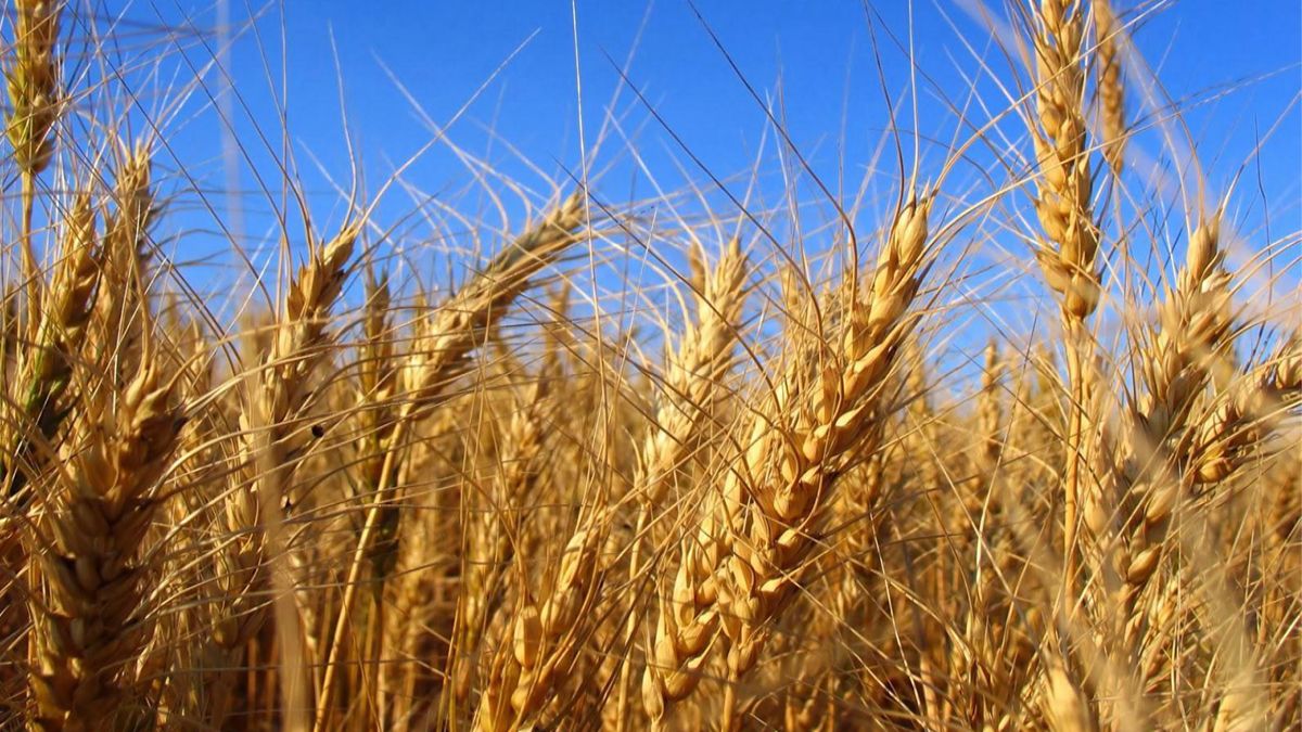 দিনাজপুরে গমের বাম্পার ফলন  লক্ষ্যমাত্রা ছাড়িয়ে গেছে