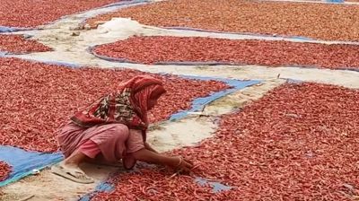 বগুড়ার যমুনার চরের মরিচের  বাম্পার ফলন