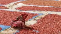বগুড়ার যমুনার চরের মরিচের  বাম্পার ফলন