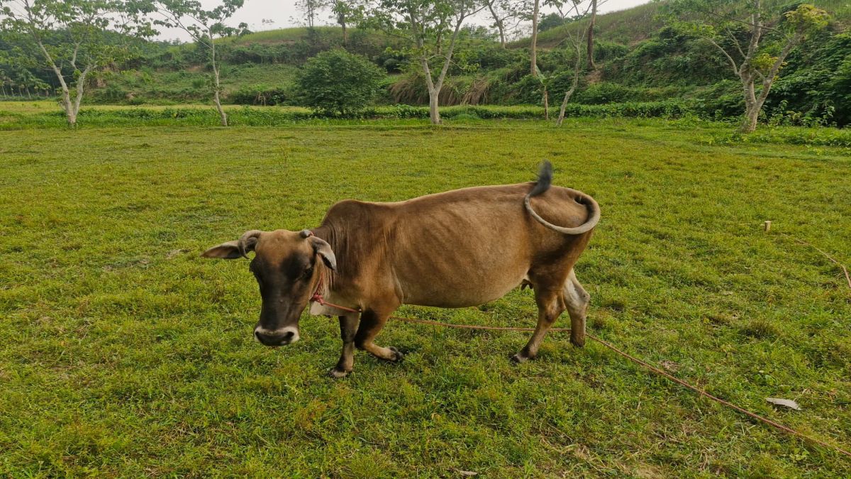 ভারতে আটক গরু ফিরে পেতে নুরেরনেছার আর্তনাদ
