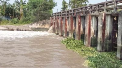 ডুমুরিয়া বিলপাবলার স্লুইজ গেট এখন মরণফাঁদ