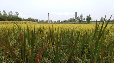 ‎মিঠাপুকুরে ইট ভাটার ধোঁয়ায় ধ্বংসের মুখে ফসল ও পরিবেশ