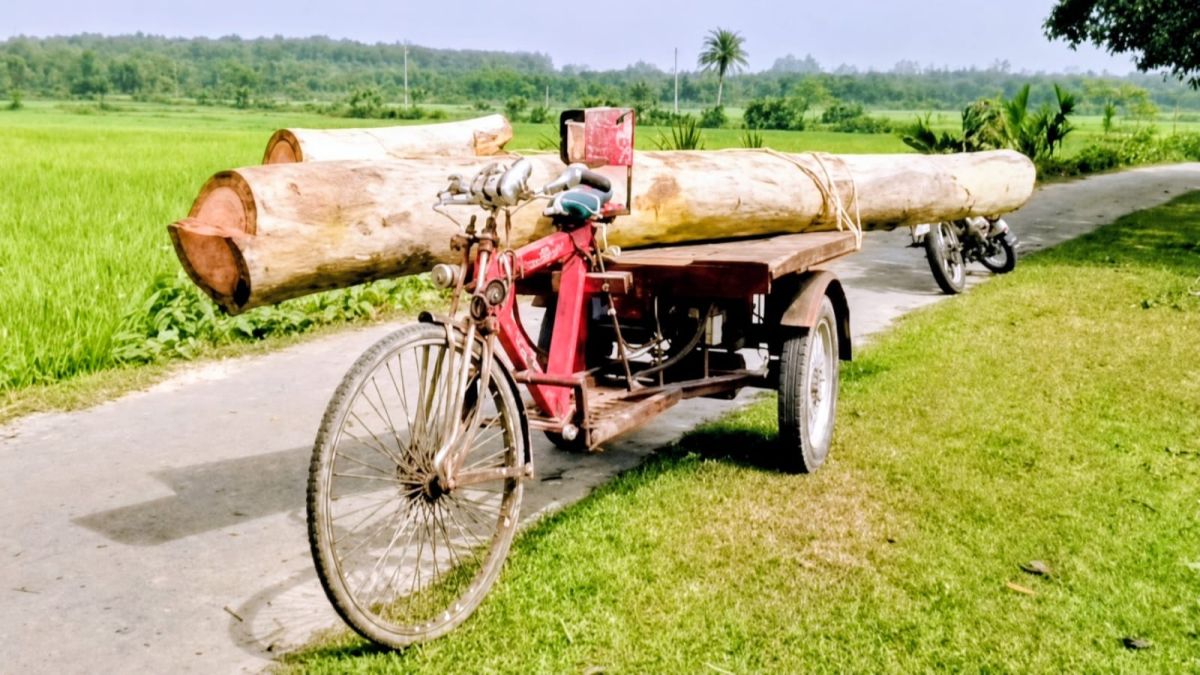 বন কর্মকর্তার বিরুদ্ধে বনবিভাগের  গাছ কাটার অভিযোগ