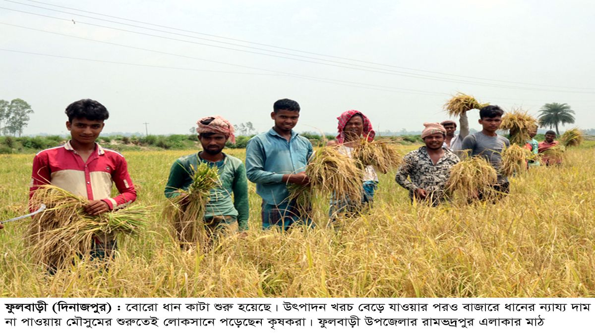 ফুলবাড়ীতে ধান কাটার শুরুতেই  লোকসানে কৃষক