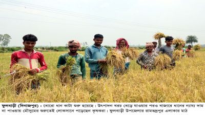 ফুলবাড়ীতে ধান কাটার শুরুতেই  লোকসানে কৃষক