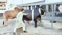 কোরবানির গরু নিয়ে প্রস্তুত নরসিংদীর হাম্বা ফার্ম