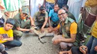 পাথরঘাটার লোকালয় থেকে জীবিত হরিণ উদ্ধার