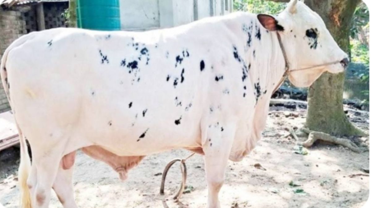 নবাব দৈনিক খায়  ১৫ কেজি খাবার
