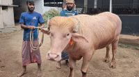 নারায়ণগঞ্জে কোরবানির বিশালাকার মহিষের নাম ‘ডোনাল্ড ট্রাম্প’
