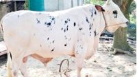 নবাব দৈনিক খায়  ১৫ কেজি খাবার