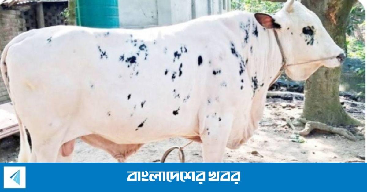 নবাব দৈনিক খায় ১৫ কেজি খাবার