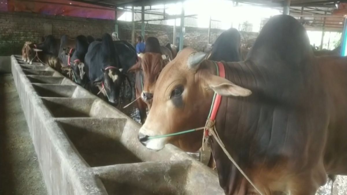 সীমান্ত গলিয়ে গরু আসা নিয়ে  ব্রাহ্মণবাড়িয়ায় শঙ্কা
