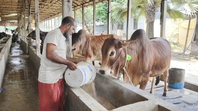 কোরবানির হাটের আগেই খামারে ক্রেতাদের ভিড়, ব্যস্ত খামারিরা