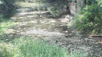 জলাবদ্ধ টরকী-বাসাইল খাল  এখন জীবাণুর ভাণ্ডার
