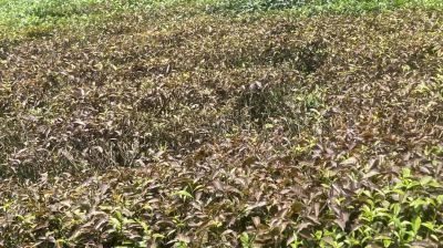 রেড স্পাইডার ও লোডশেডিংয়ে  বিপর্যস্ত মাধবপুরের চা শিল্প