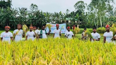 ডুবে যাওয়ার আগে কৃষকের ধান কেটে দিল বসুন্ধরা শুভসংঘ
