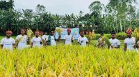 ডুবে যাওয়ার আগে কৃষকের ধান কেটে দিল বসুন্ধরা শুভসংঘ